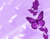 les papillons