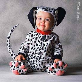 Tom arma en dalmatien 